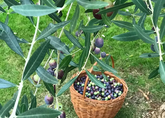 ホテル Mala Porec ポレッチ